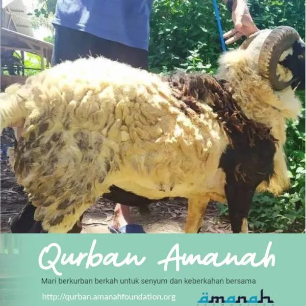 Qurban Domba Premium