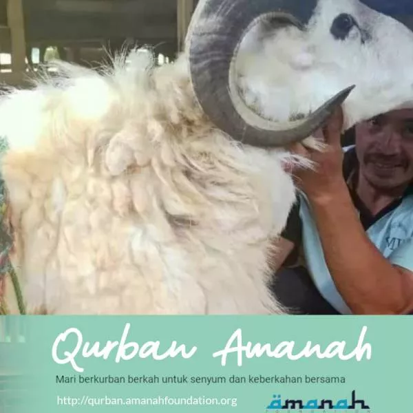Qurban Domba Istimewa