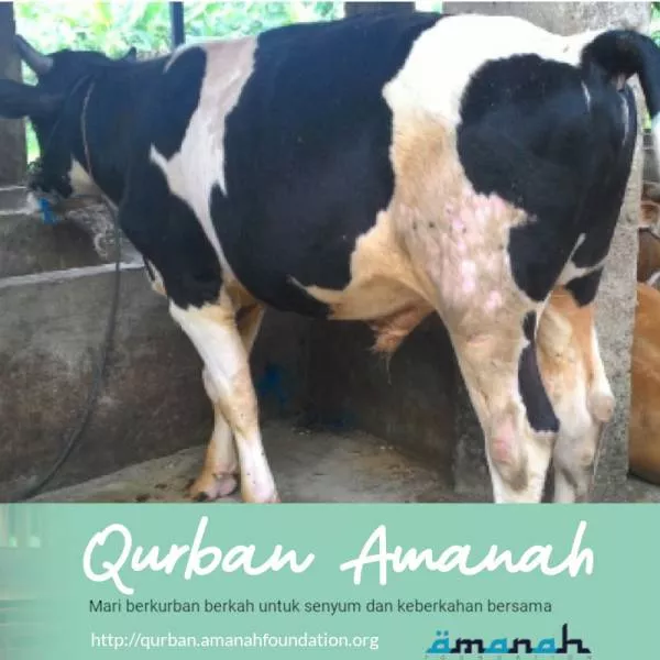 Qurban Sapi Reguler