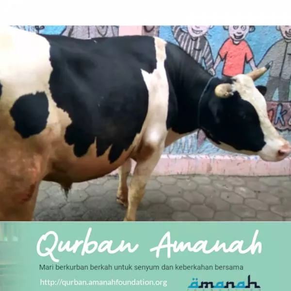 Qurban Sapi Premium