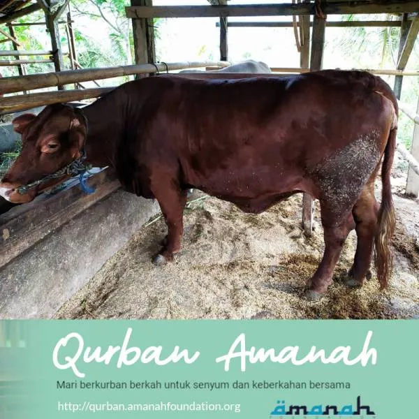 Qurban Sapi Istimewa